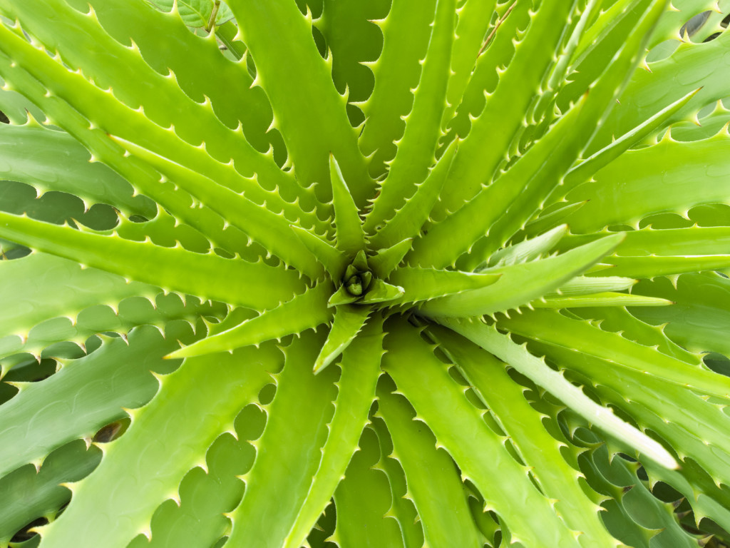 11610399-Aloe-vera-green-plant-closeup--Stock-Photo